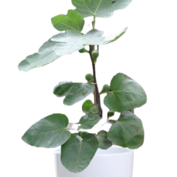 Ficus Racemosa